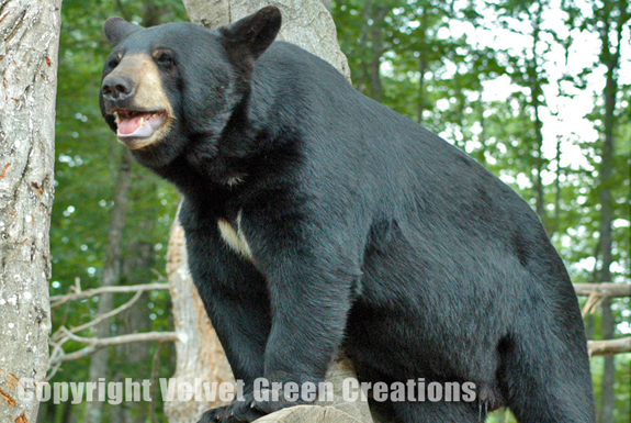 Oswald's Bear Ranch | Newberry Bear Ranch