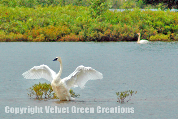 Seney National Wildlife Refuge near Curtis, Michigan